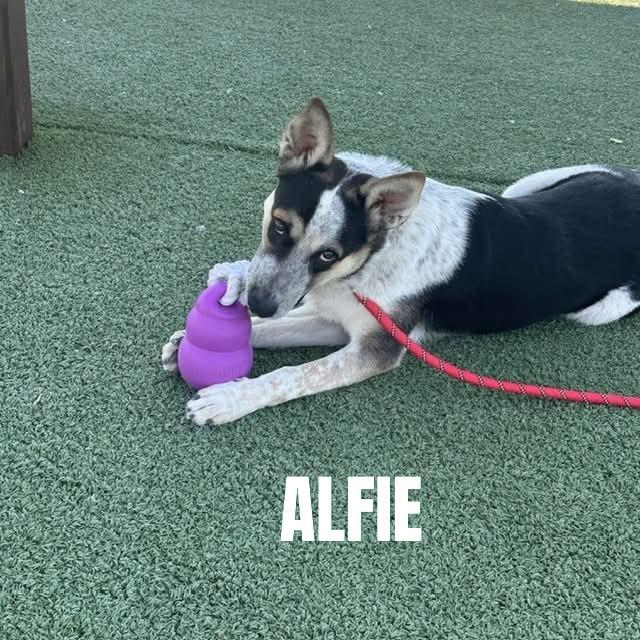 Alfie, an adopted Australian Cattle Dog / Blue Heeler in Truth or Consequences , NM image 3/6