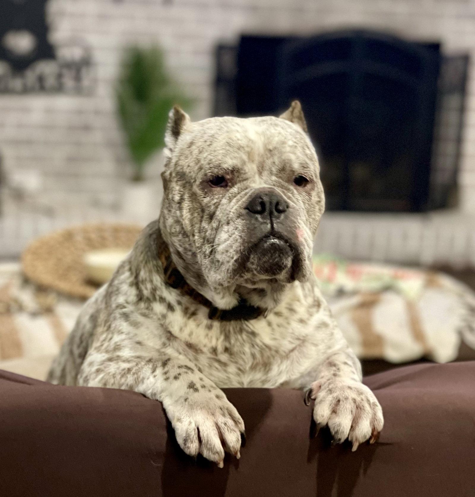 Fendi, Adoptable, Adult Female English Bulldog & American Bulldog.