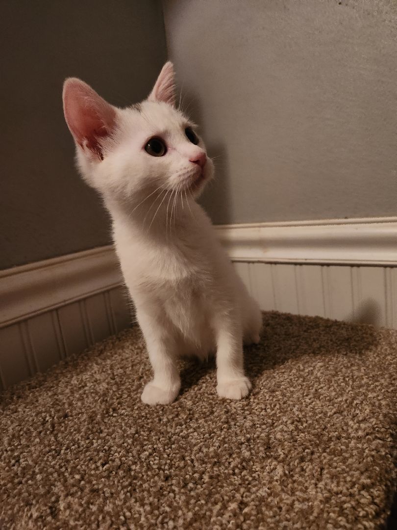 Jasmine (ADOPTED!) 3