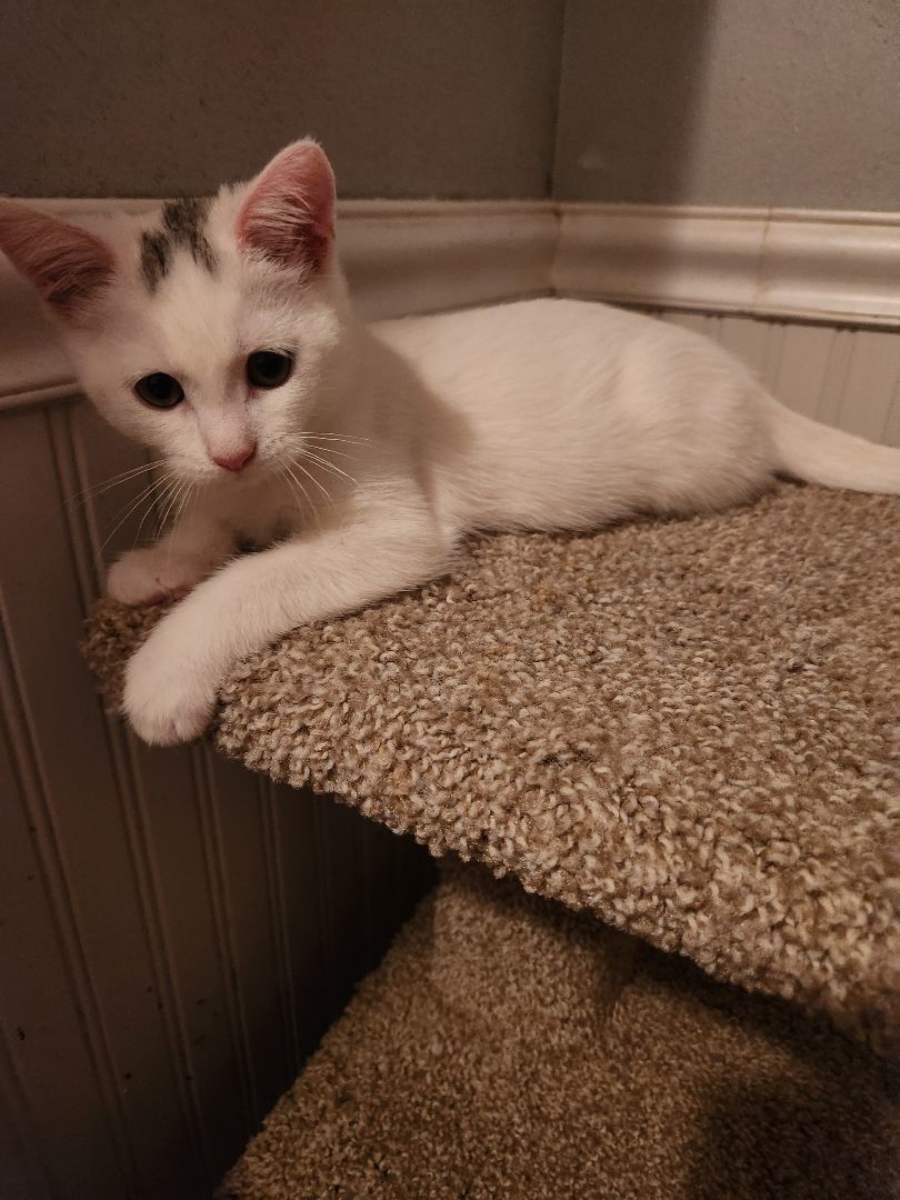 Jasmine (ADOPTED!) 4