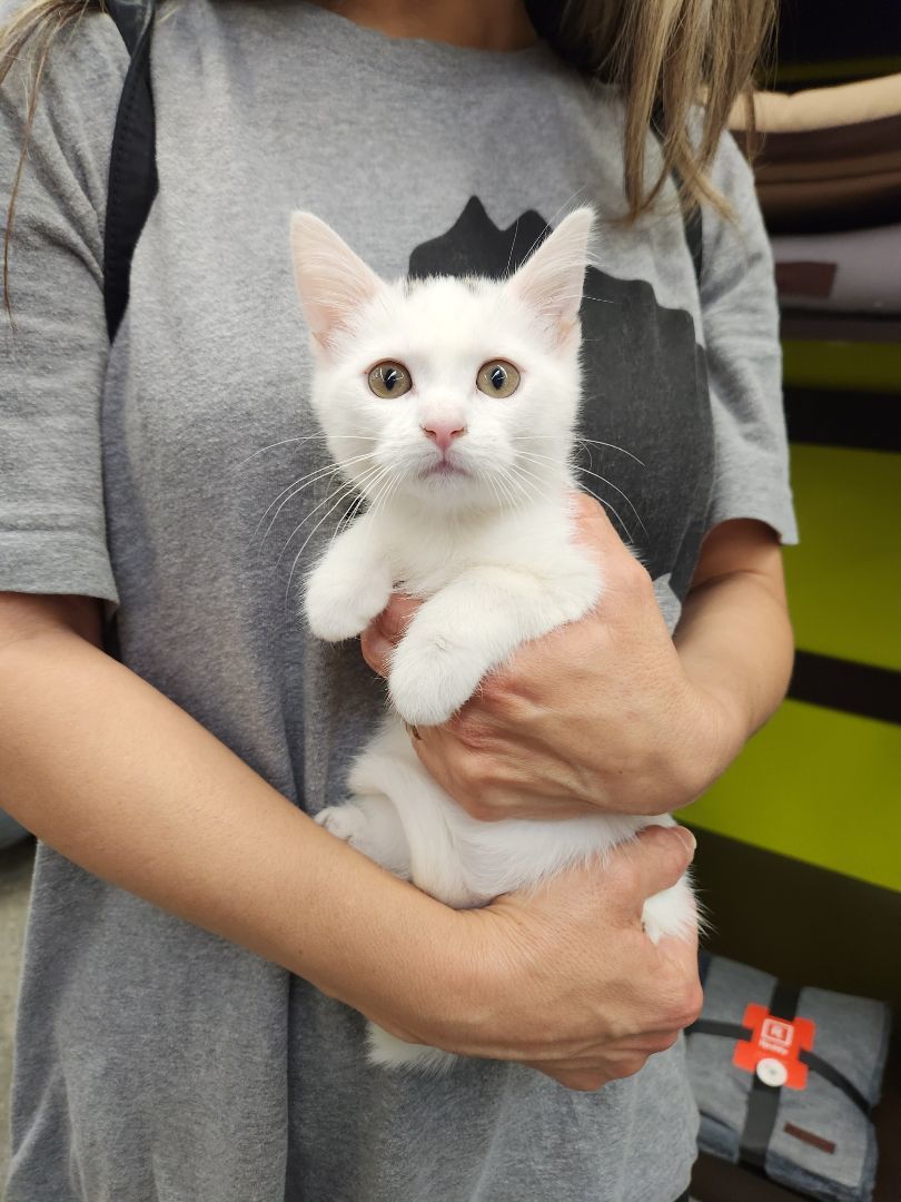 Jasmine (ADOPTED!) 1