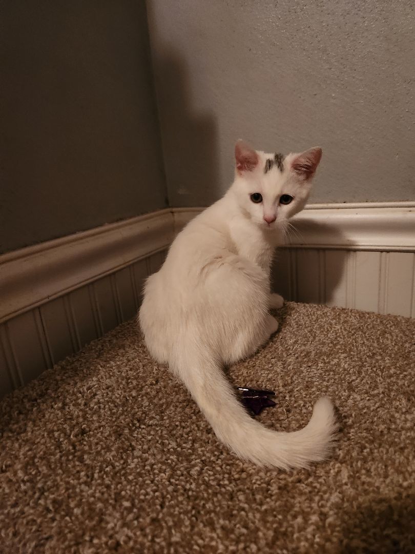 Jasmine (ADOPTED!) 5