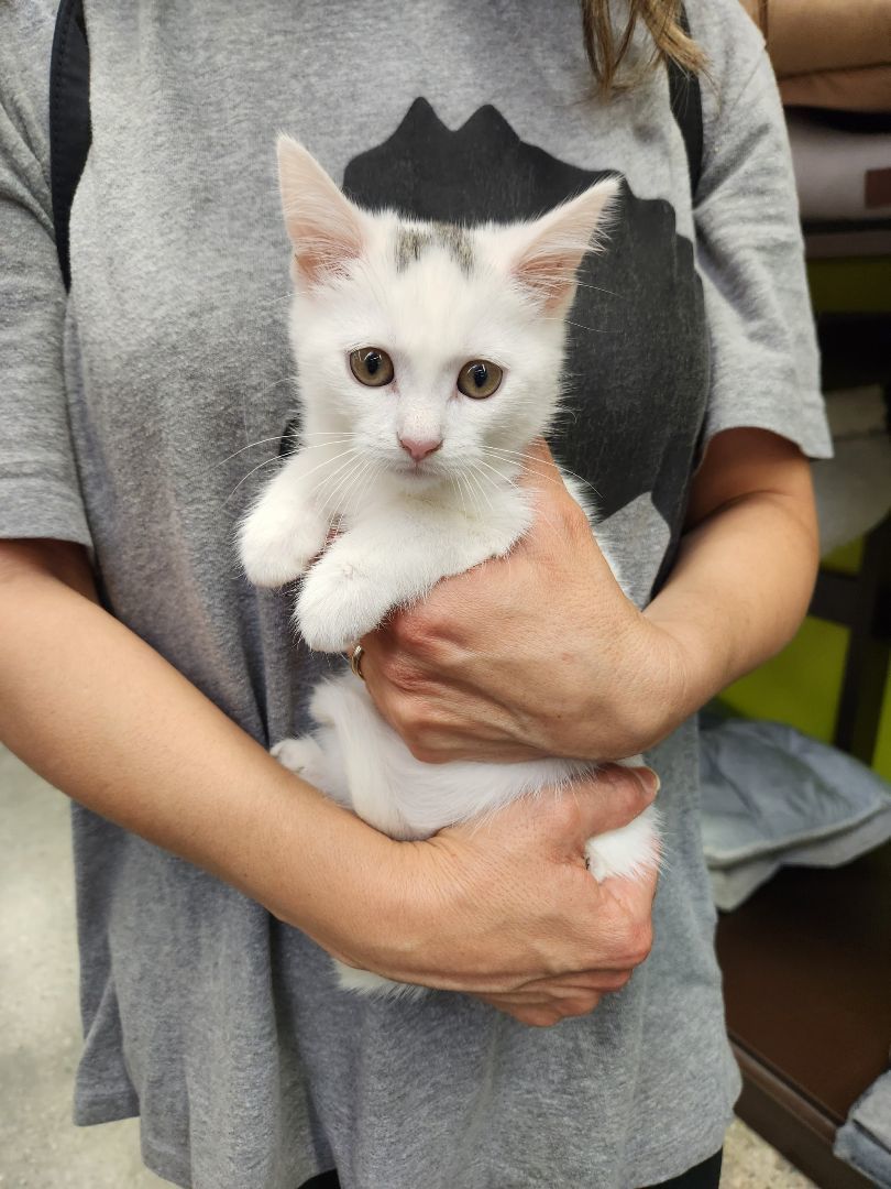 Jasmine (ADOPTED!) 6