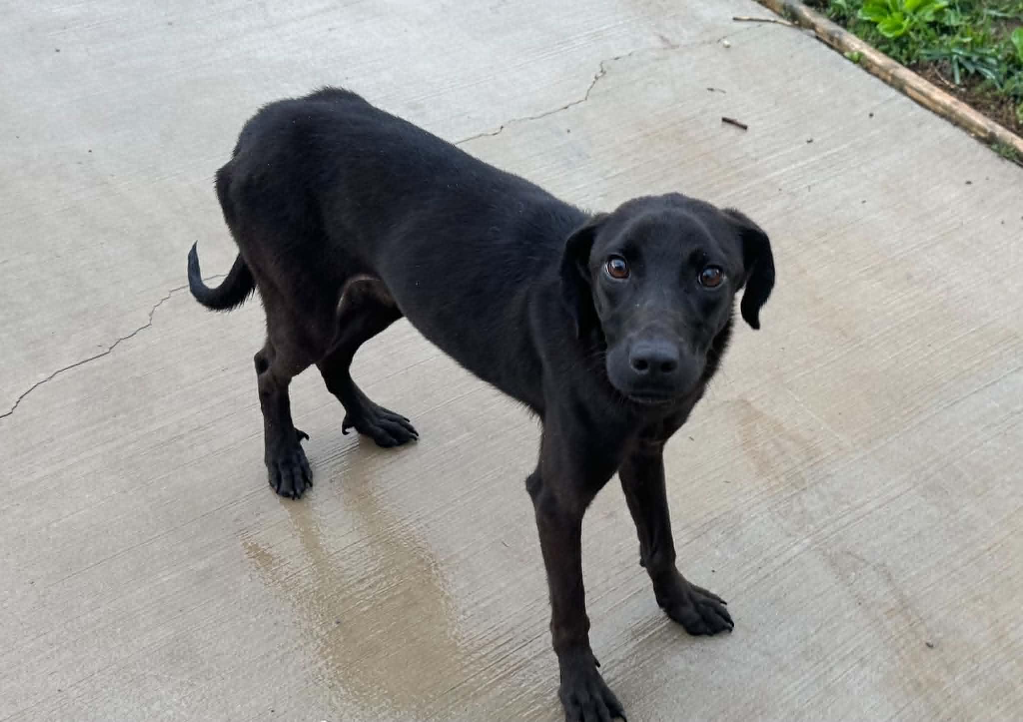 Cash, ADOPTABLE, Young Male Labrador Retriever.