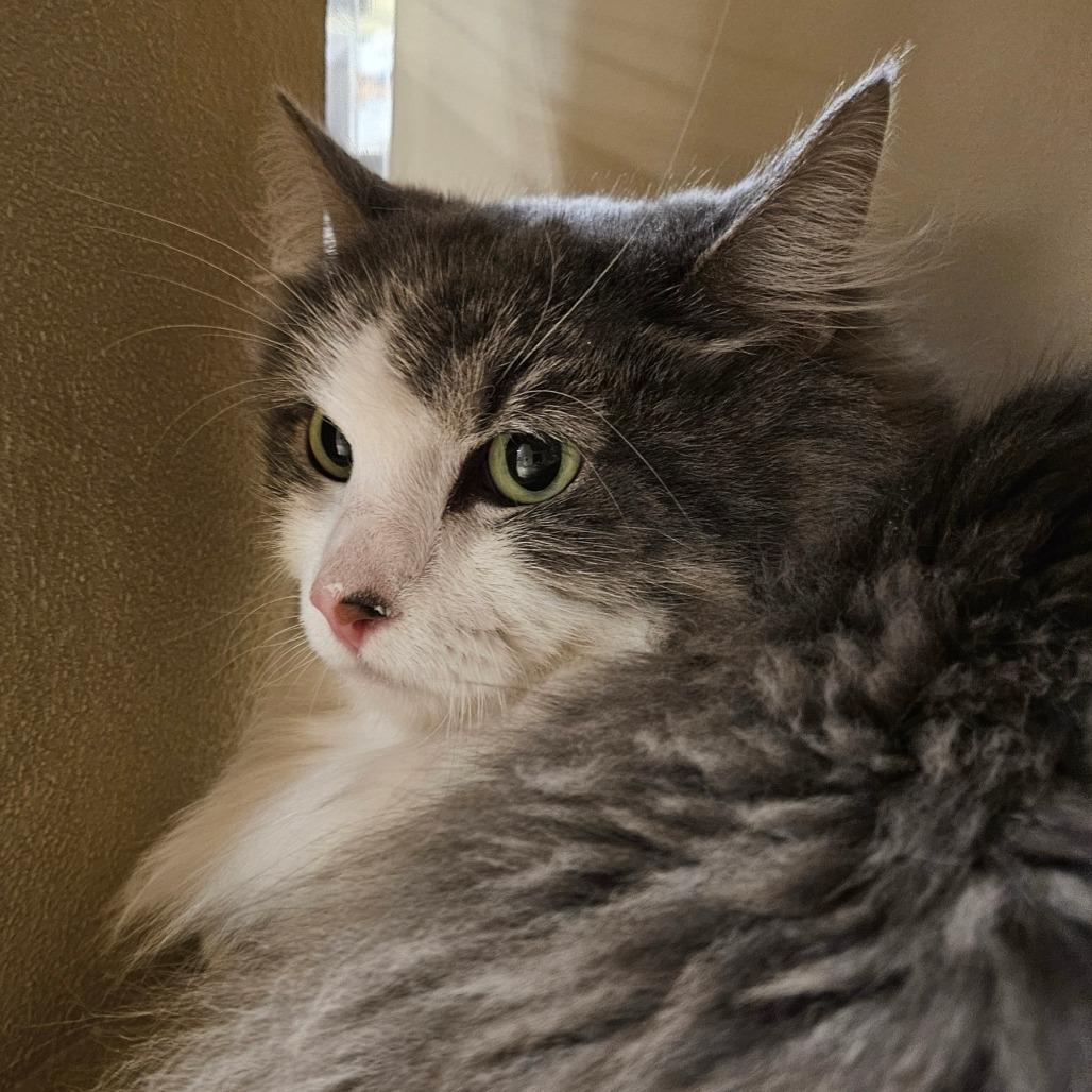 Buttons, Adoptable, Adult Female Domestic Long Hair.