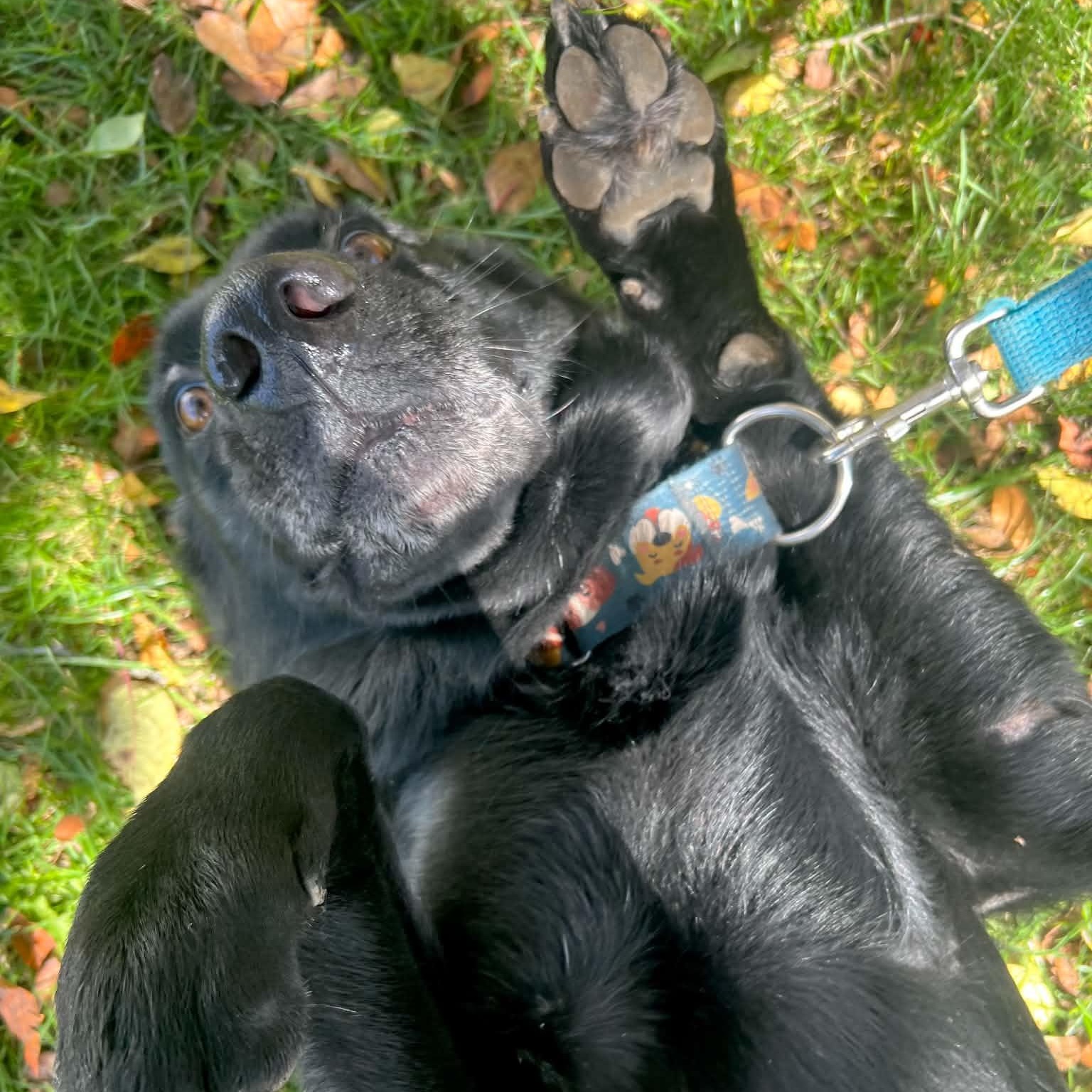 Enlarge Stormy, a Adoptable mixed breed in Williston, VT image 5/6