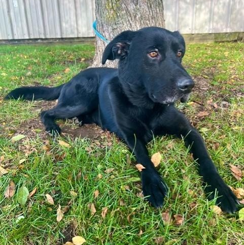 Enlarge Stormy, a Adoptable mixed breed in Williston, VT image 3/6