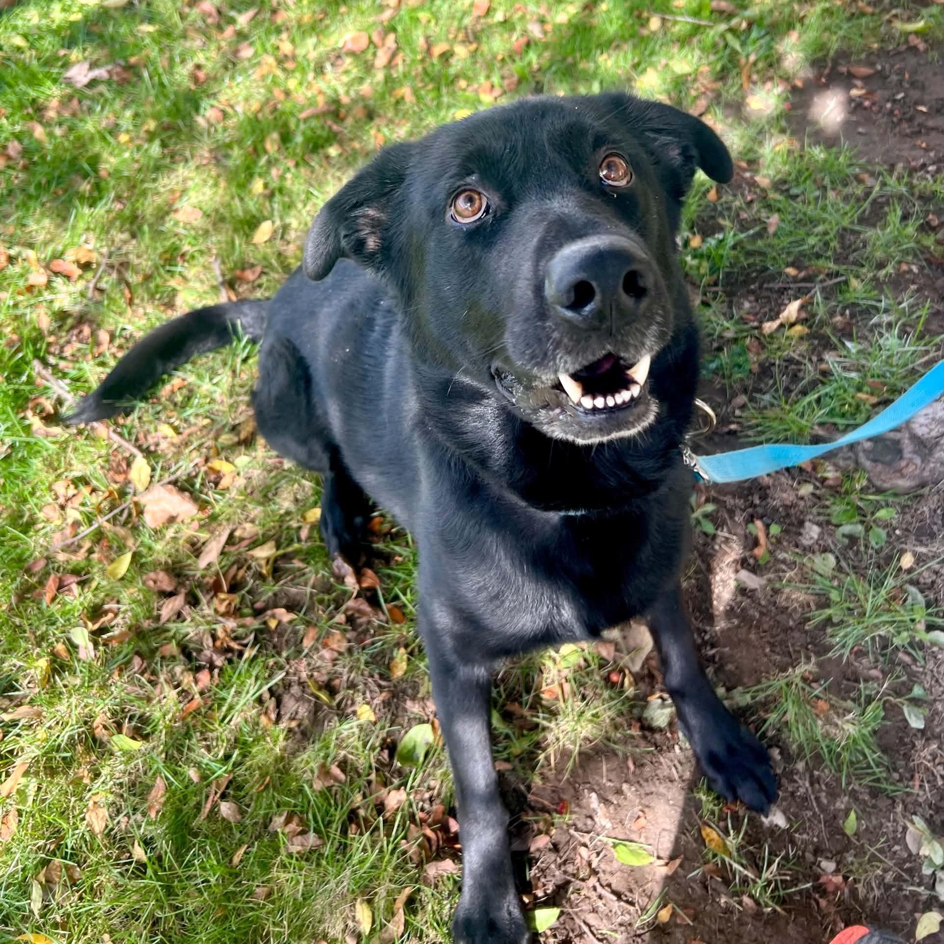 Enlarge Stormy, a Adoptable mixed breed in Williston, VT image 1/6