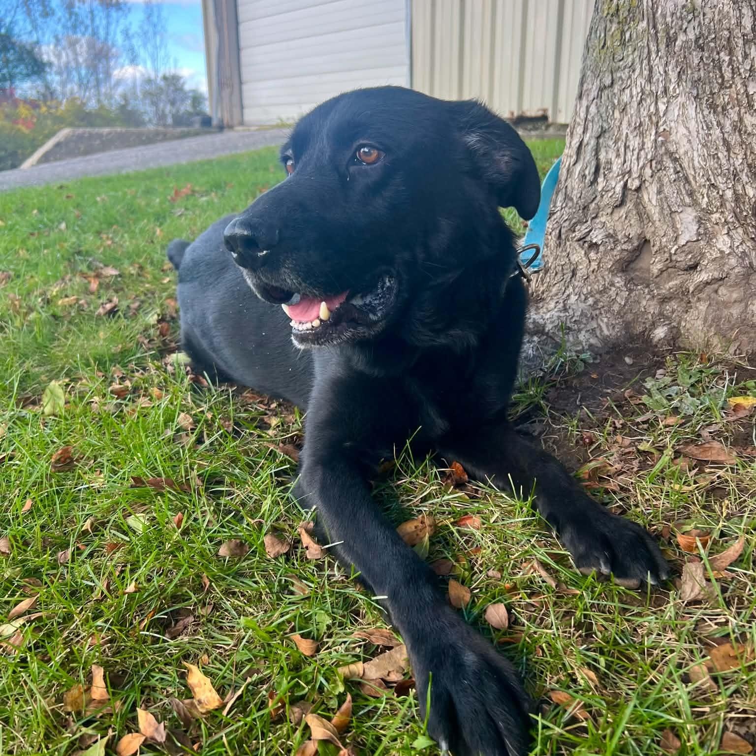 Enlarge Stormy, a Adoptable mixed breed in Williston, VT image 4/6