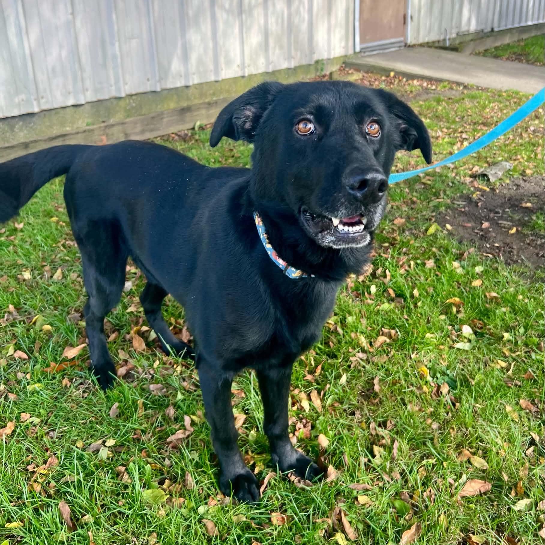 Enlarge Stormy, a Adoptable mixed breed in Williston, VT image 2/6