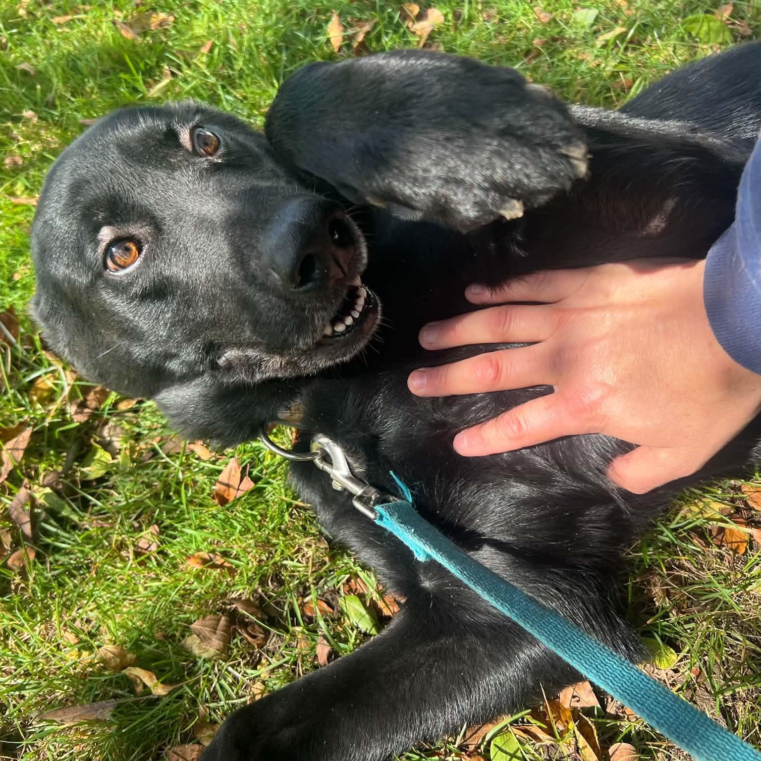 Enlarge Stormy, a Adoptable mixed breed in Williston, VT image 6/6