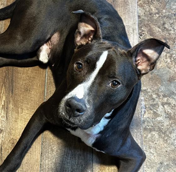 DOUGIE, Adoptable, Adult Male Mixed Breed.