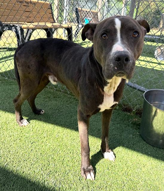 JIFFY, Adoptable, Adult Male Mixed Breed.