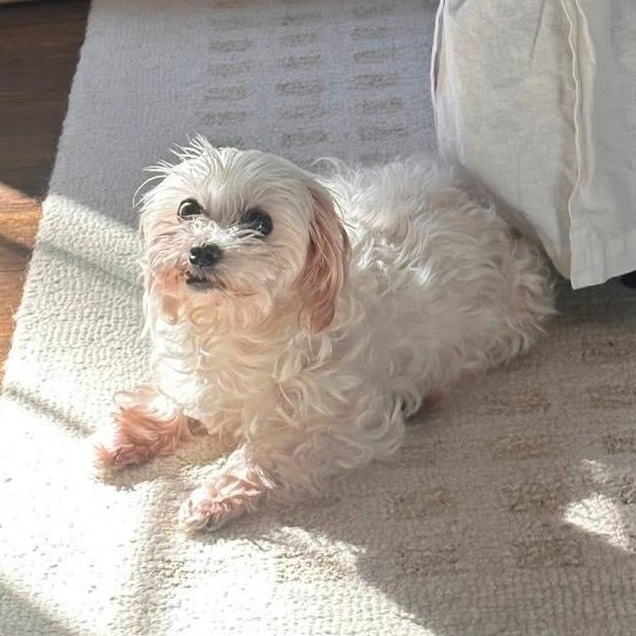 Enlarge Aspyn, an adopted Maltese in Rockville, MD image 2/6