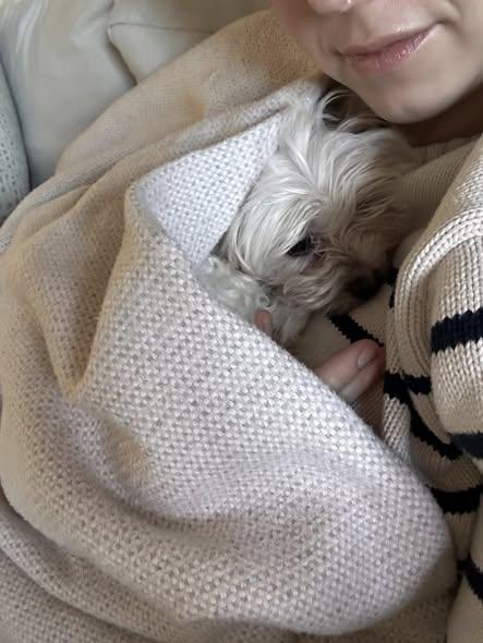 Enlarge Aspyn, an adopted Maltese in Rockville, MD image 3/6