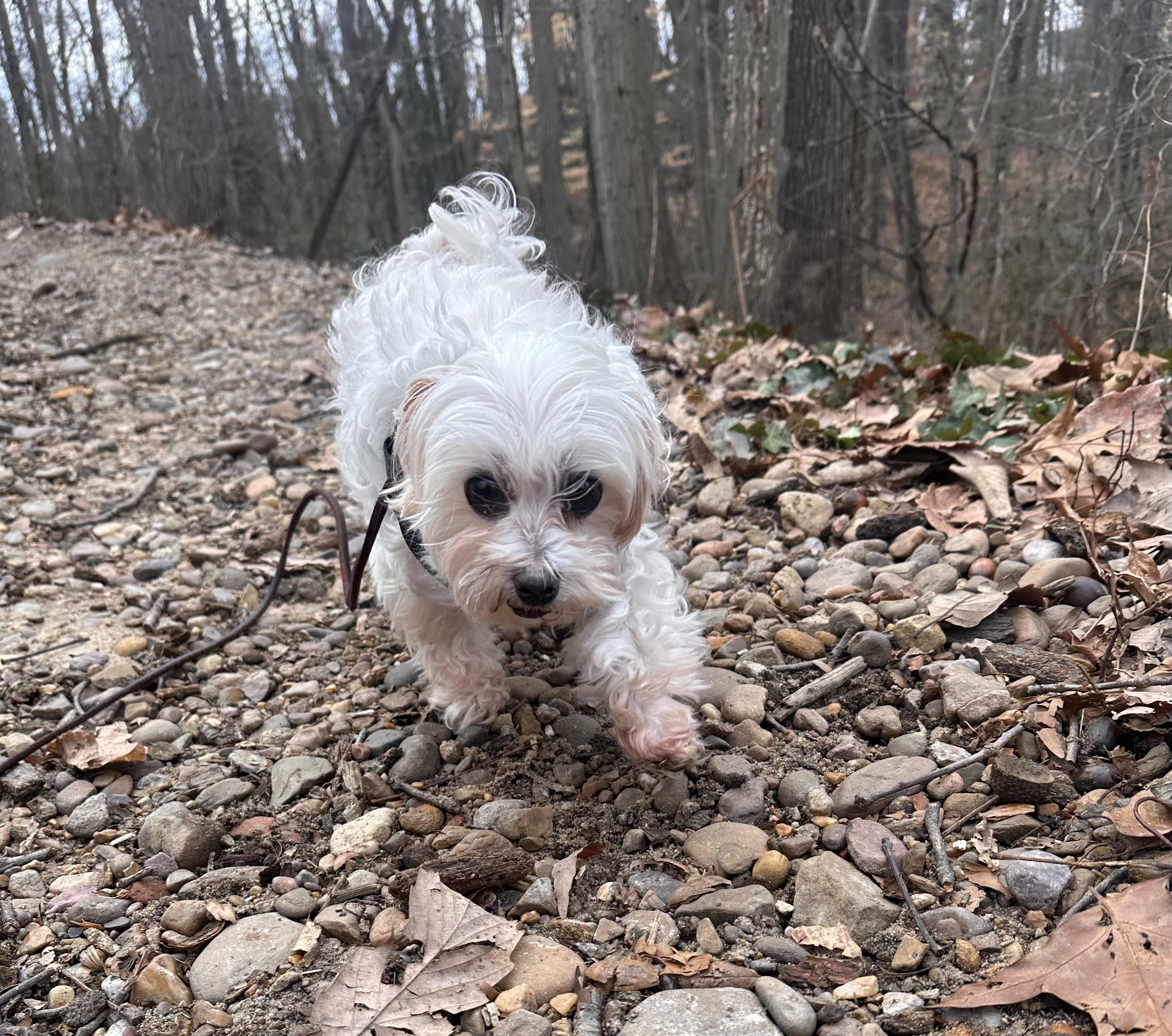 Enlarge Aspyn, an adopted Maltese in Rockville, MD image 6/6