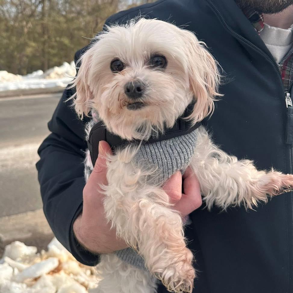 Aspyn, adopted, Senior Female Maltese.