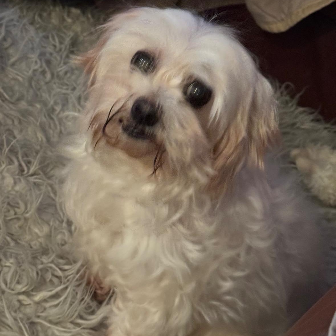 Enlarge Aspyn, an adopted Maltese in Rockville, MD image 5/6