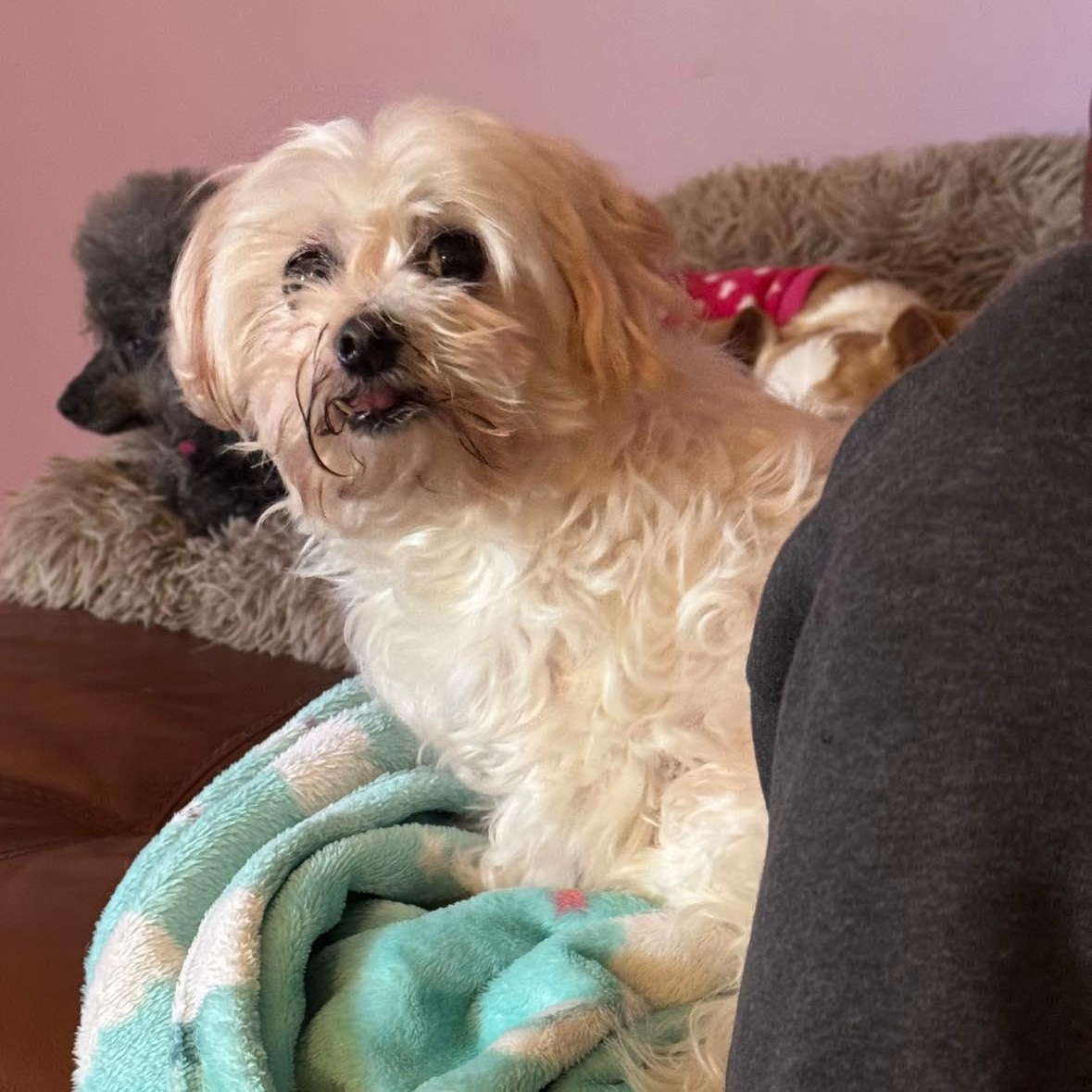 Enlarge Aspyn, an adopted Maltese in Rockville, MD image 4/6