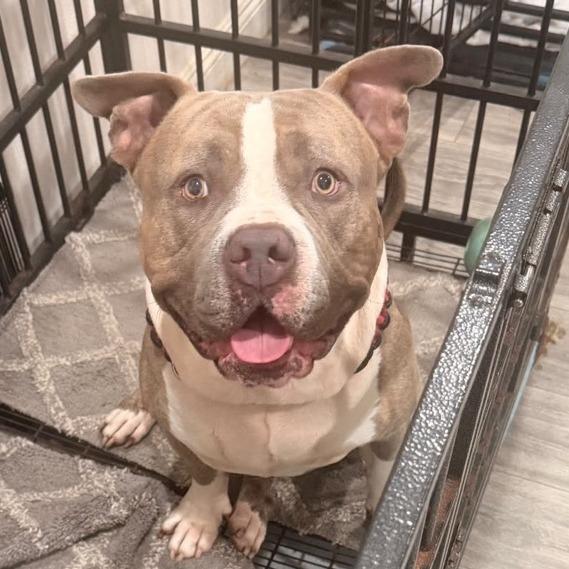 Enlarge Hercules, a Adoptable Pit Bull Terrier in Riverside, CA image 1/4
