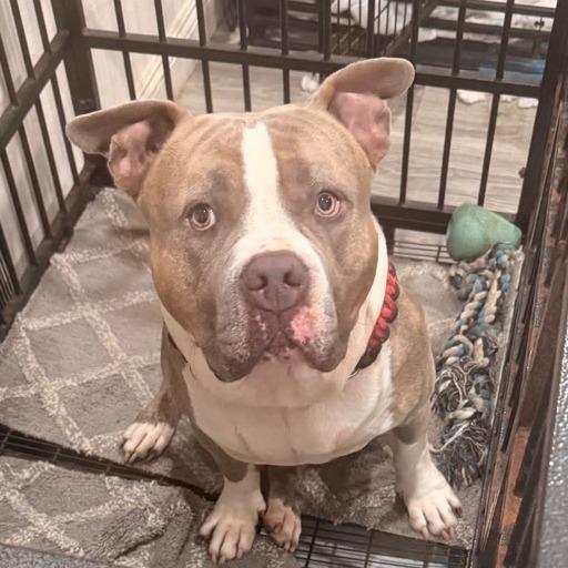 Enlarge Hercules, a Adoptable Pit Bull Terrier in Riverside, CA image 2/4