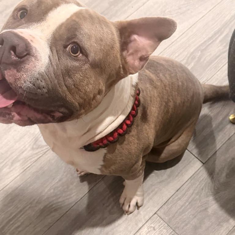 Enlarge Hercules, a Adoptable Pit Bull Terrier in Riverside, CA image 4/4
