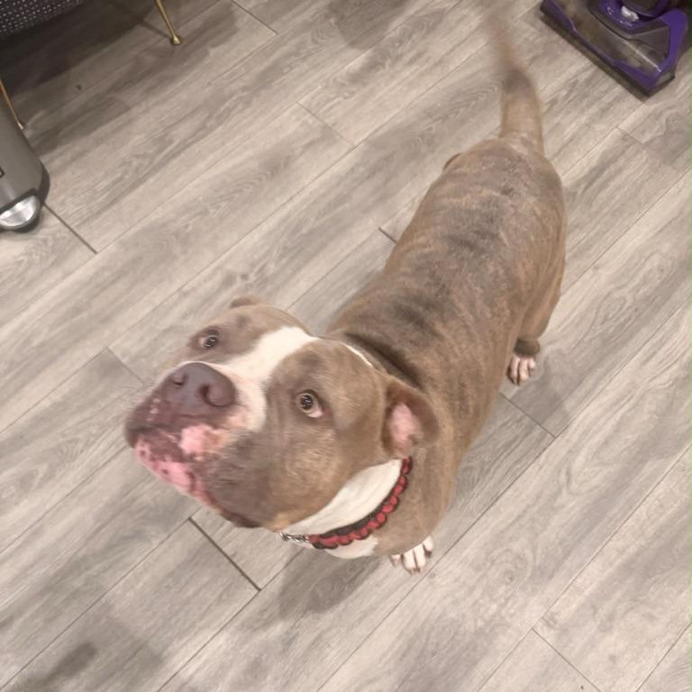 Enlarge Hercules, a Adoptable Pit Bull Terrier in Riverside, CA image 3/4