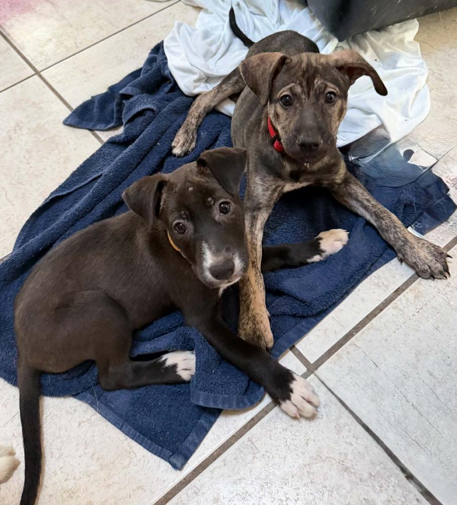 Mercy, Adoptable, Puppy Male Retriever & Mixed Breed.