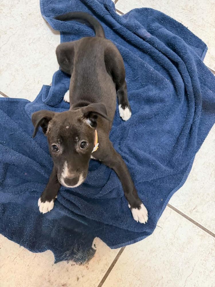 Mercy, a Adoptable mixed breed in Deltona, FL image 2/4