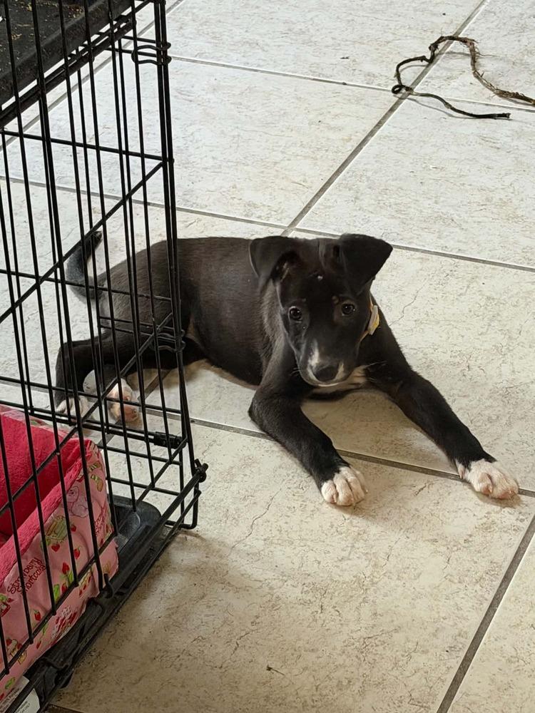 Mercy, a Adoptable mixed breed in Deltona, FL image 3/4