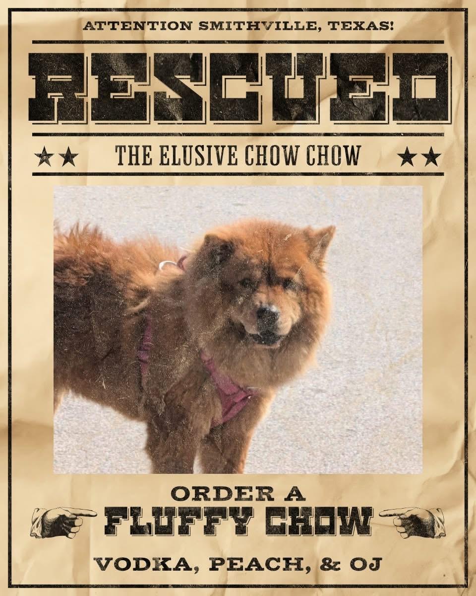 Aubree, a Adoptable Chow Chow in Houston, TX image 1/3