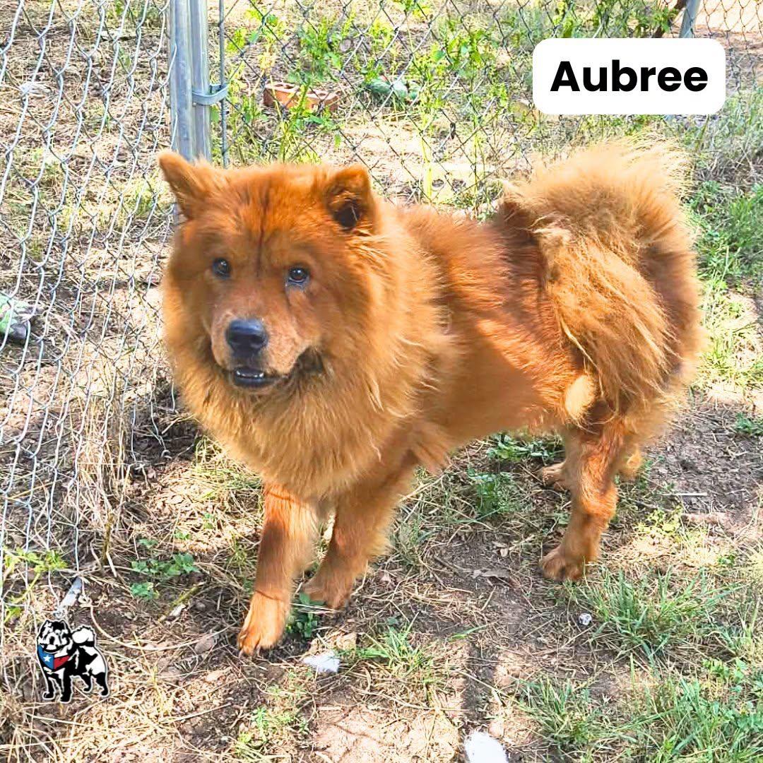 Aubree, a Adoptable Chow Chow in Houston, TX image 2/3