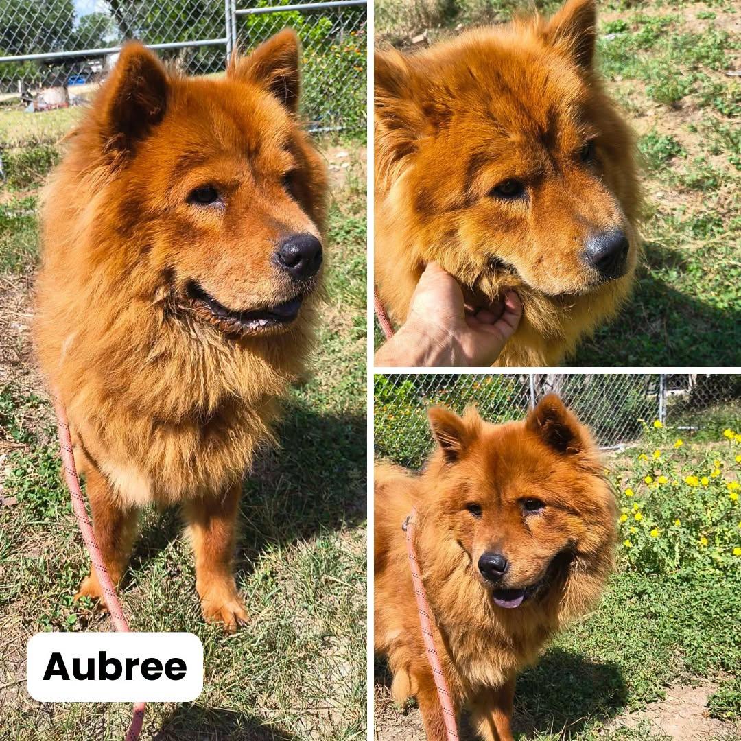 Aubree, a Adoptable Chow Chow in Houston, TX image 3/3