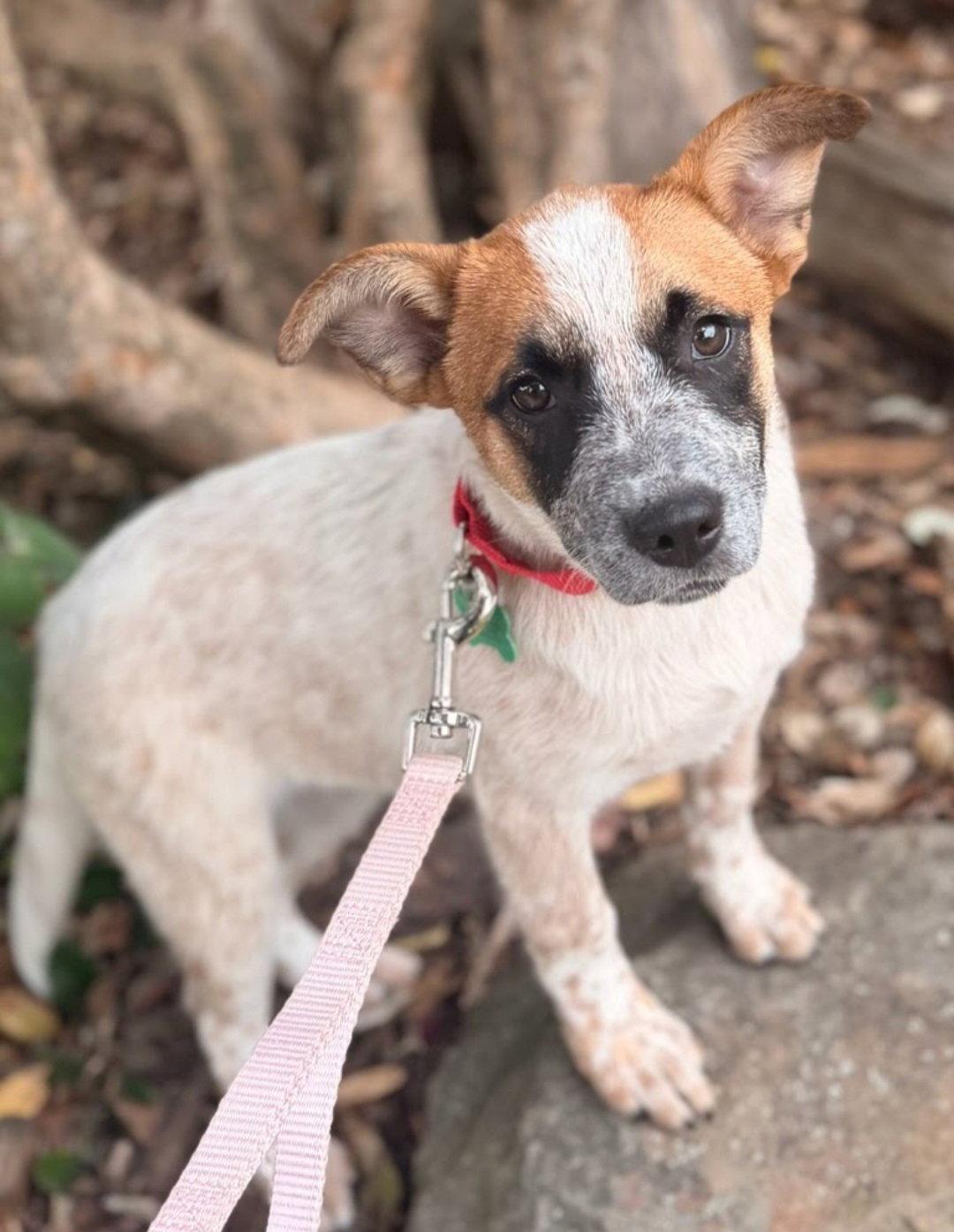 Guernsey, Adoptable, Young Female Cattle Dog.