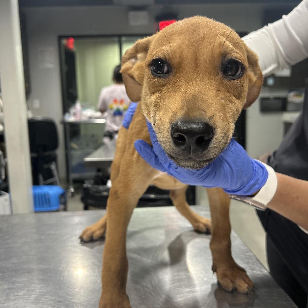 Catapillar, Adoptable, Puppy Male Feist & Mixed Breed.