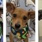 Enlarge Catapillar, a Adoptable mixed breed in Tampa, FL image 2/2