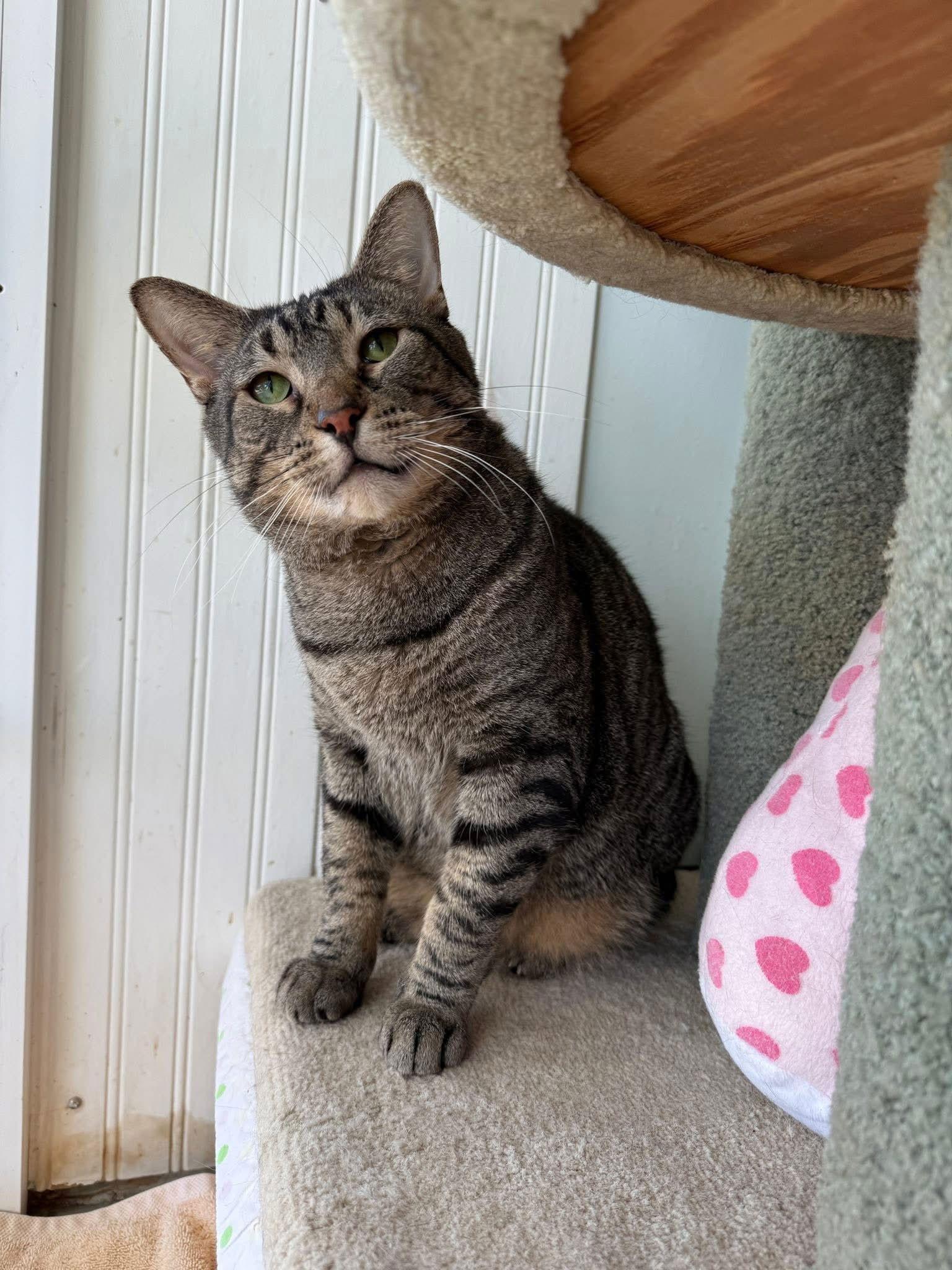 French Hen — thumbnail 3