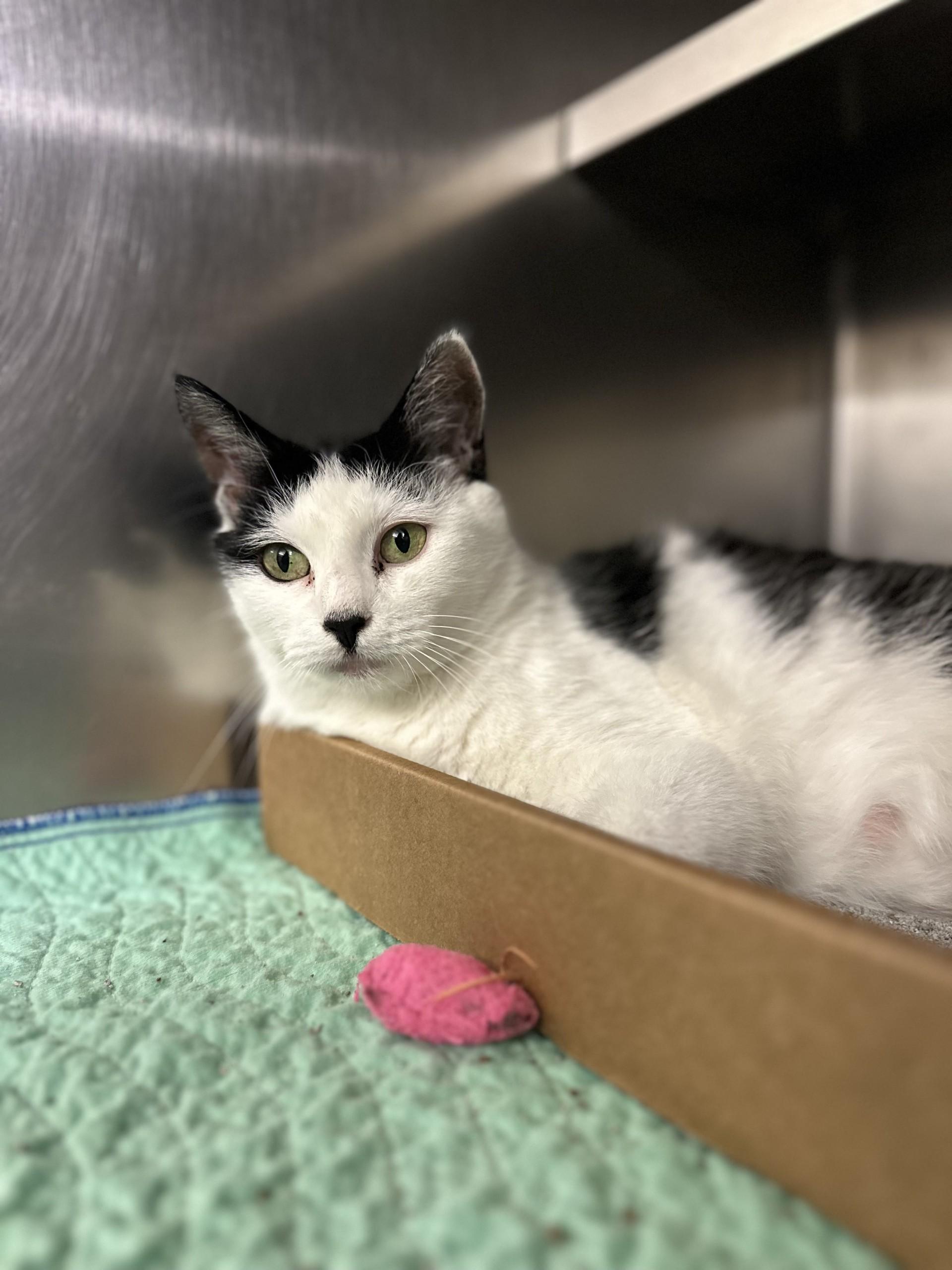 Enlarge Maven, an adopted Domestic Short Hair in West Haven, CT image 1/1