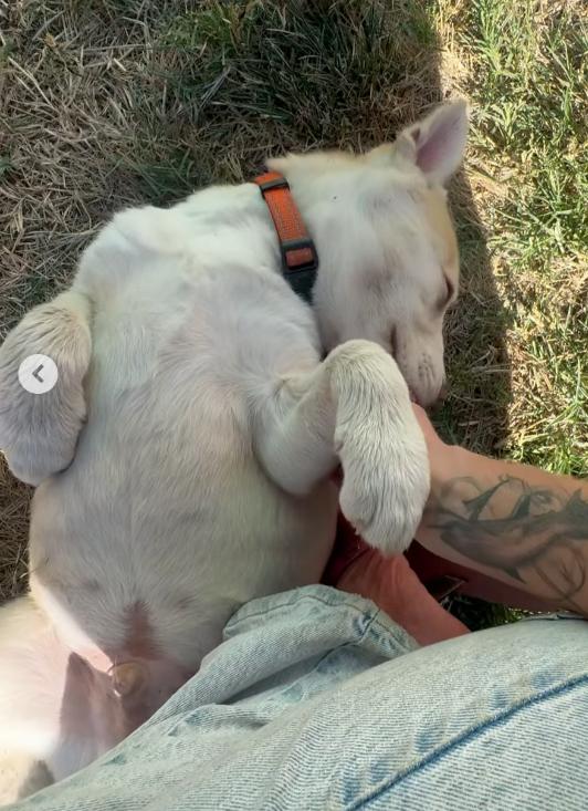 Enlarge Meet Cyprus — adventure buddy, cuddle champion, and aspiring excavation contractor., a Adoptable mixed breed in Manteca, CA image 6/6