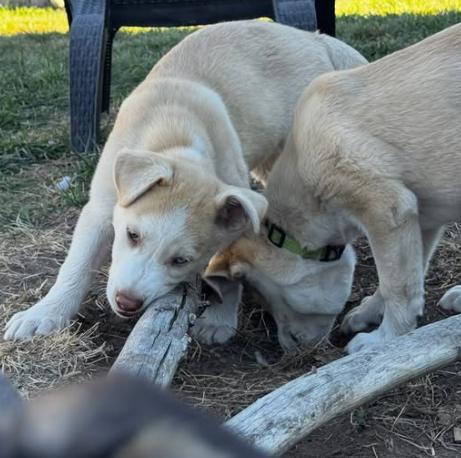 Enlarge Meet Cyprus — adventure buddy, cuddle champion, and aspiring excavation contractor., a Adoptable mixed breed in Manteca, CA image 4/6