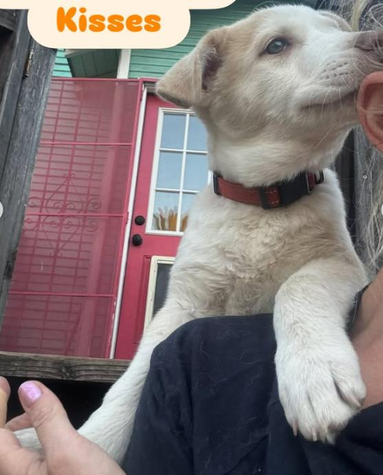 Enlarge Meet Cyprus — adventure buddy, cuddle champion, and aspiring excavation contractor., a Adoptable mixed breed in Manteca, CA image 5/6