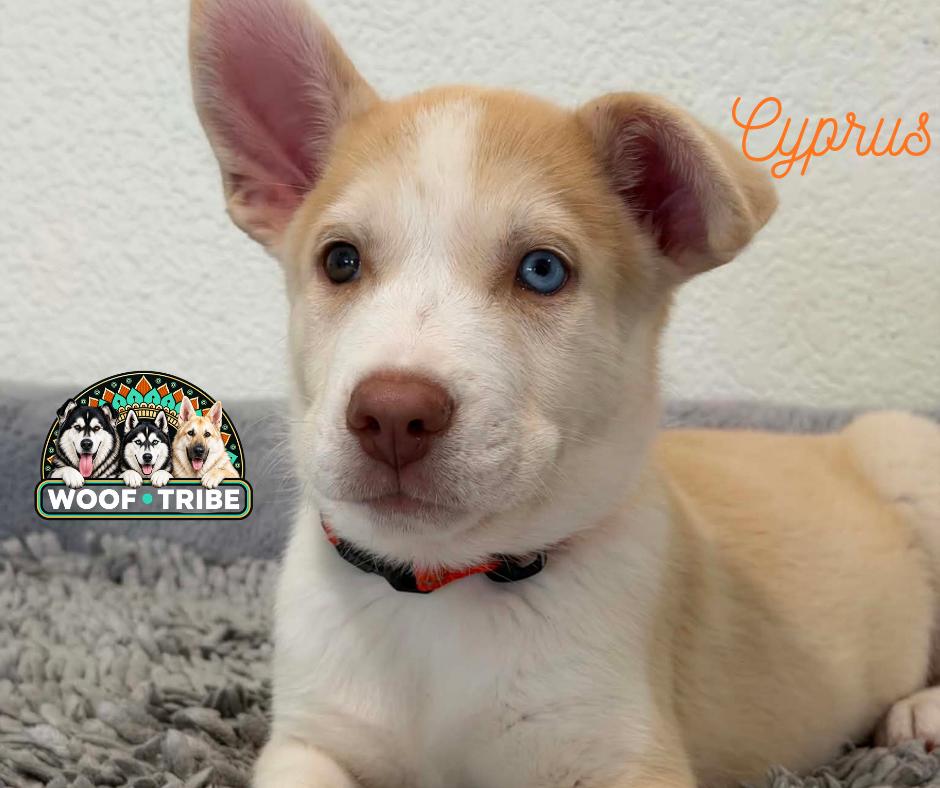 Meet Cyprus — adventure buddy, cuddle champion, and aspiring excavation contractor., Adoptable, Puppy Male Siberian Husky & Labrador Retriever.