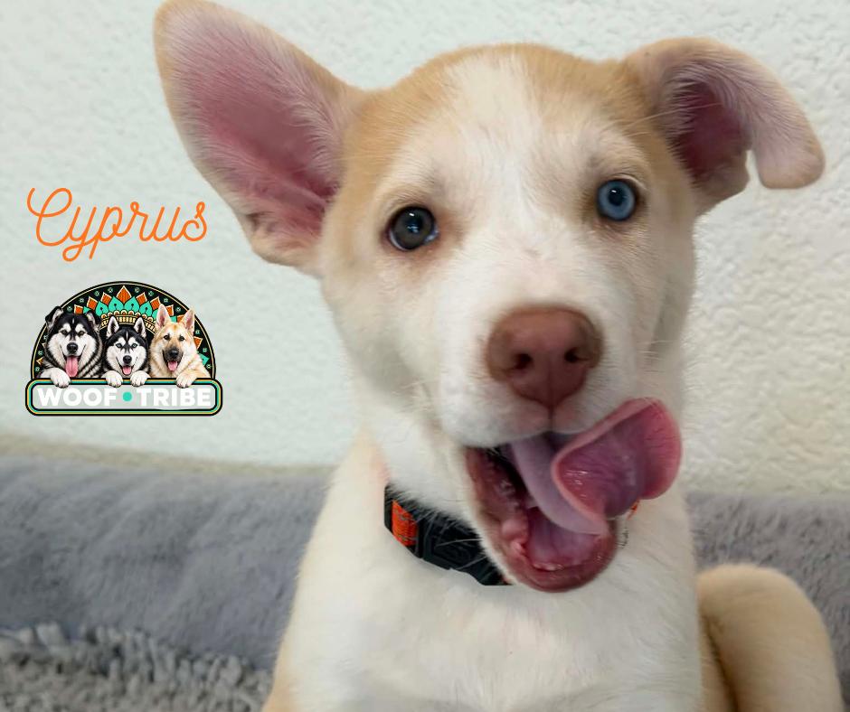 Enlarge Meet Cyprus — adventure buddy, cuddle champion, and aspiring excavation contractor., a Adoptable mixed breed in Manteca, CA image 2/6