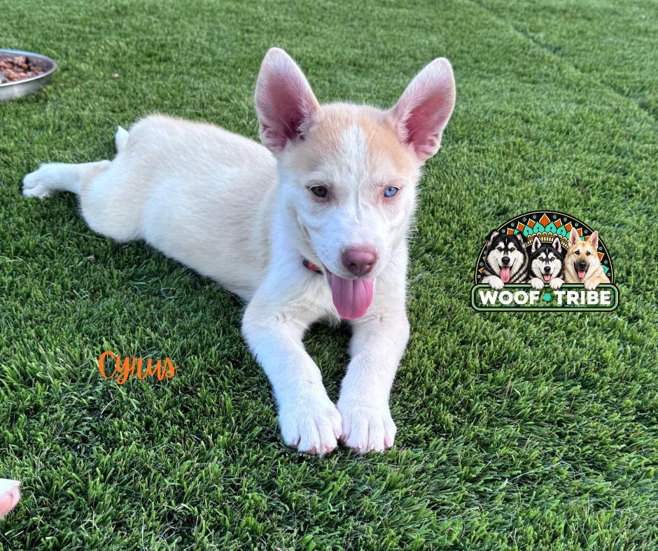 Enlarge Meet Cyprus — adventure buddy, cuddle champion, and aspiring excavation contractor., a Adoptable mixed breed in Manteca, CA image 3/6