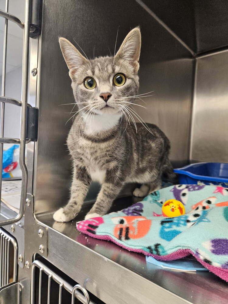 Kimi, adopted, Young Female Domestic Short Hair.