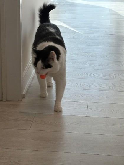 Ollie, a ADOPTABLE Domestic Medium Hair in Toronto, ON image 2/2