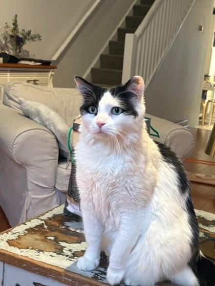 Ollie, a ADOPTABLE Domestic Medium Hair in Toronto, ON image 1/2