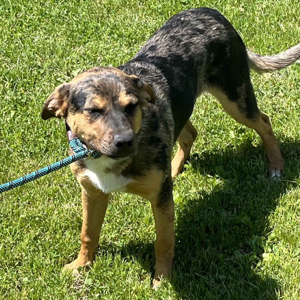 Hank, Adoptable, Young Male Catahoula Leopard Dog & Pit Bull Terrier.