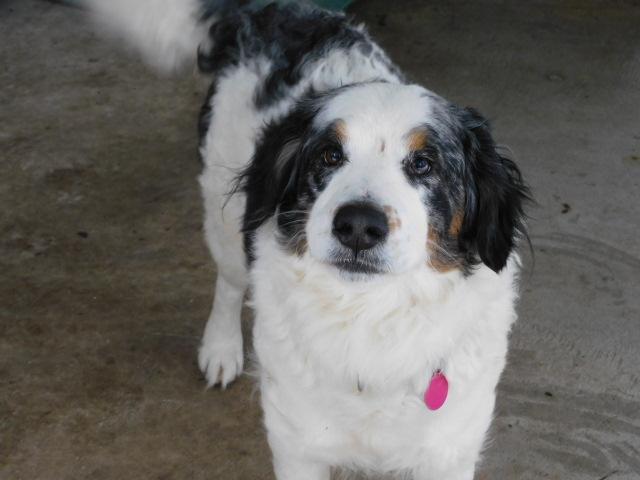Enlarge NAAN, an adopted mixed breed in Millerstown, PA image 2/6