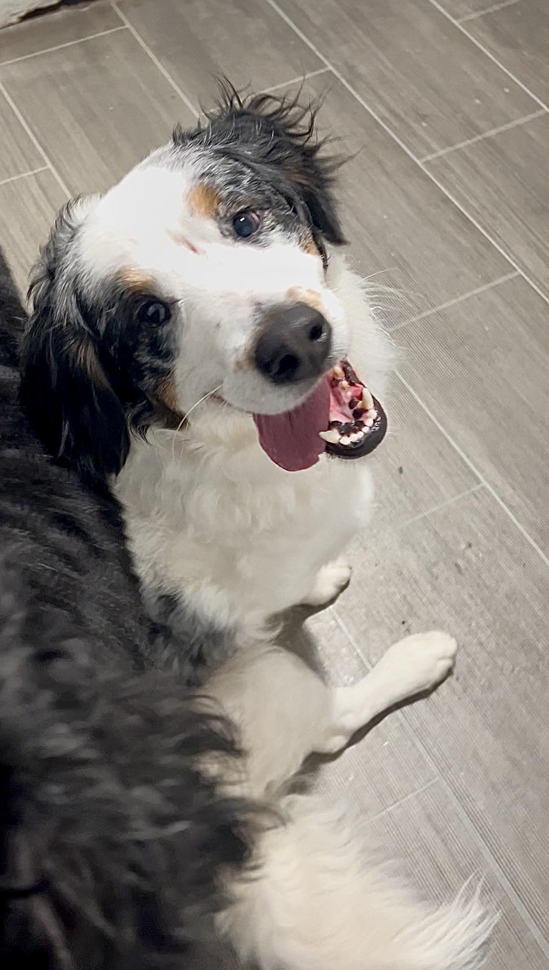 Enlarge NAAN, an adopted mixed breed in Millerstown, PA image 6/6